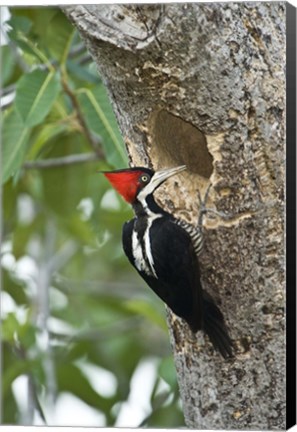 Framed Crimson Crested woodpecker, Three Brothers River, Meeting of the Waters State Park, Pantanal Wetlands, Brazil Print