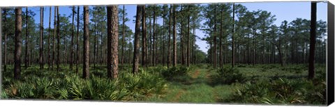 Framed Okefenokee National Wildlife Refuge, Georgia Print