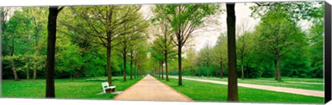 Framed Tree-lined road Hessen Kassel vicinity Germany Print