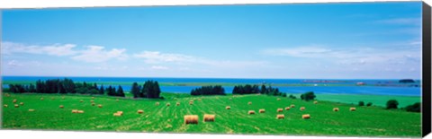 Framed Farm field Prince Isl Canada Print