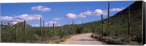 Framed Road passing through a landscape, Saguaro National Monument, Pima County, Tucson Mountains, Tucson, Arizona, USA Print