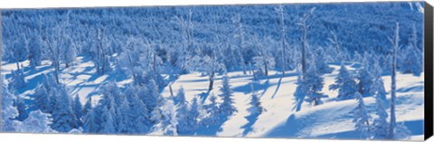 Framed Snow Covered Trees, Chino Nagano Japan Print