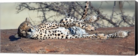 Framed Cheetah (Acinonyx jubatus) resting in a forest, Samburu National Park, Rift Valley Province, Kenya Print