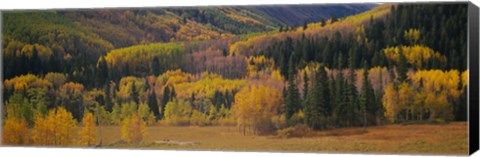 Framed Aspen trees in a field, Maroon Bells, Pitkin County, Gunnison County, Colorado, USA Print