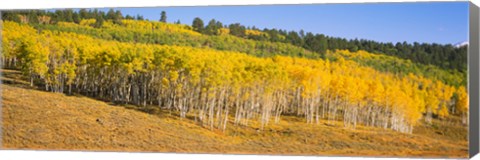 Framed Trees in a field, Dallas Divide, San Juan Mountains, Colorado Print