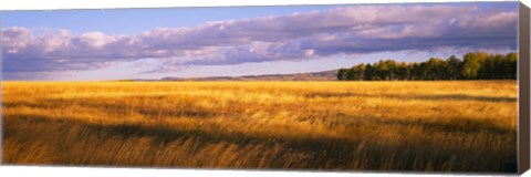 Framed Crop in a field, Last Dollar Road, Dallas Divide, Colorado, USA Print