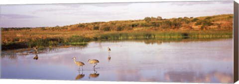 Framed Sandhill cranes (Grus canadensis) in a pond at a celery field, Sarasota, Sarasota County, Florida Print