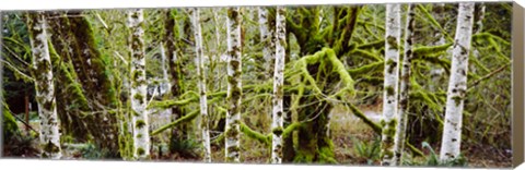 Framed Mossy Birch trees in a forest, Lake Crescent, Olympic Peninsula, Washington State, USA Print