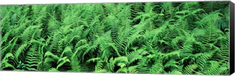 Framed Ferns in a forest, Adirondack Mountains, Old Forge, Herkimer County, New York State, USA Print