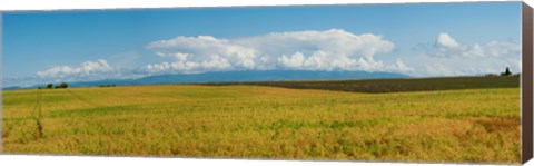 Framed Rapeseed field, Route de Manosque, Plateau de Valensole, Alpes-de-Haute-Provence, Provence-Alpes-Cote d&#39;Azur, France Print