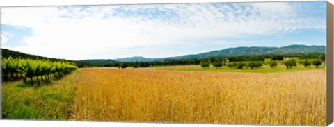 Framed Wheat field with vineyard along D135, Vaugines, Vaucluse, Provence-Alpes-Cote d&#39;Azur, France Print