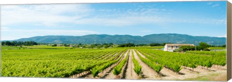 Framed Vineyard with mountain in the background, Ansouis, Vaucluse, Provence-Alpes-Cote d&#39;Azur, France Print