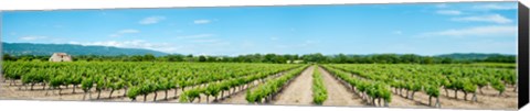 Framed Vineyard, Route d&#39;Ansouis, Cucuron, Vaucluse, Provence-Alpes-Cote d&#39;Azur, France Print