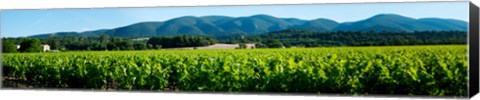 Framed Vineyards along D27, Vaugines, Vaucluse, Provence-Alpes-Cote d&#39;Azur, France Print