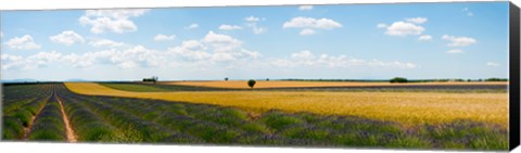 Framed Lavender and wheat fields, Plateau de Valensole, Alpes-de-Haute-Provence, Provence-Alpes-Cote d&#39;Azur, France Print