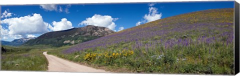 Framed Brush Creek Road and hillside of sunflowers and purple larkspur flowers, Colorado, USA Print