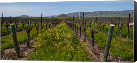 Framed Mustard plants growing in a vineyard, Edna Valley, San Luis Obispo County, California, USA Print