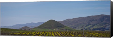 Framed Vineyard with a mountain range in the background, Edna Valley, San Luis Obispo County, California, USA Print