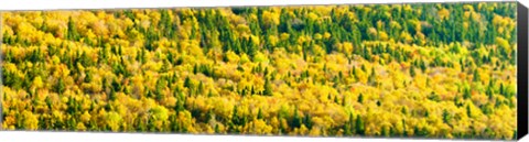 Framed Autumn Colors at Appalachian Mountains, Mount Carleton Provincial Park, Restigouche County, New Brunswick, Canada Print