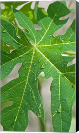 Framed Raindrops on papaya tree leaf, La Digue, Seychelles Print