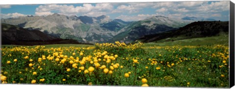 Framed Blooming buttercup flowers in a field, Champs Pass, France Print