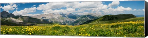 Framed Wildflowers in a field, Champs Pass, French Riviera, France Print