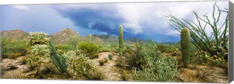 Framed Saguaro National Park, Tucson, Arizona Print