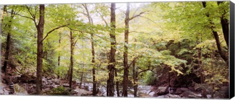 Framed Forest, Kaaterskill Falls, Catskill Mountains, New York State, USA Print