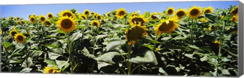 Framed Sunflower field, California, USA Print