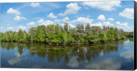 Framed Reflection of trees in the river, Hillsborough River, Lettuce Lake Park, Hillsborough County, Florida, USA Print