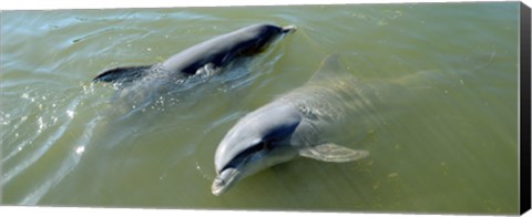 Framed Dolphins in the sea, Varadero, Matanzas Province, Cuba Print