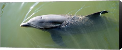 Framed Dolphin swimming in the sea, Varadero, Matanzas Province, Cuba Print