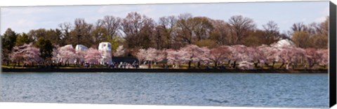 Framed Cherry Blossom trees near Martin Luther King Jr. National Memorial, Washington DC Print