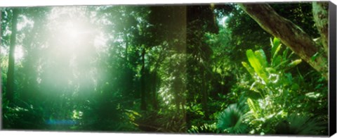 Framed Sunbeams shining through trees in a forest, Parque Lage, Jardim Botanico, Corcovado, Rio de Janeiro, Brazil Print