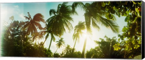 Framed Sunlight shining through the palm trees, Morro De Sao Paulo, Tinhare, Cairu, Bahia, Brazil Print