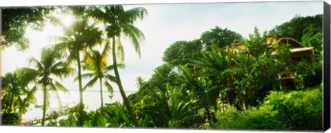 Framed Palm trees covering a small bungalow in Morro De Sao Paulo, Tinhare, Cairu, Bahia, Brazil Print