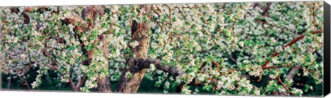 Framed Apple blossom flowers, Quebec, Canada Print