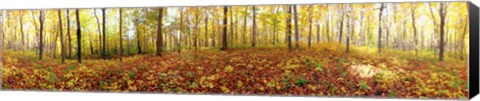 Framed Trees in a forest, Saint-Bruno, Quebec, Canada Print