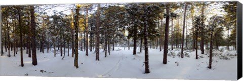 Framed Forest in winter, Quebec, Canada Print