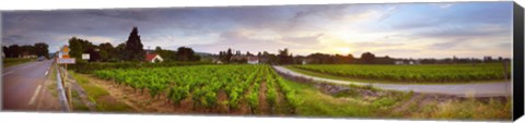 Framed Vineyard, Mercurey, France Print