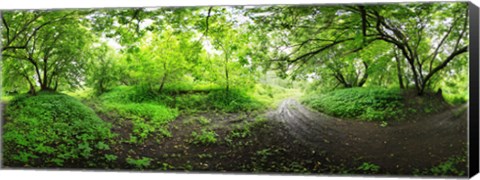 Framed Green forest, Saint-Blaise-sur-Richelieu, Quebec, Canada Print