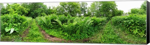 Framed Trees and plants in a forest, Saint-Jean-sur-Richelieu, Quebec, Canada Print