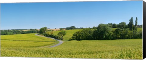 Framed Dirt road passing through a flax field, Loire-et-Cher, Loire Valley, France Print