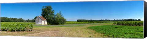 Framed Sauvignon Blanc vineyard, Pouille, Loire-Et-Cher, Loire Valley, France Print