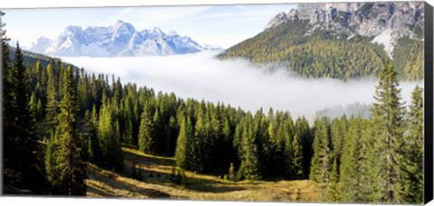 Framed Morning mist over trees in a forest, Lake Misurina, Dolomites, Belluno, Veneto, Italy Print