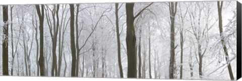 Framed Snow covered trees in a forest, Wotton, Gloucester, Gloucestershire, England Print