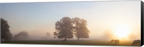 Framed Cattle grazing in field at misty sunrise, USK Valley, South Wales Print