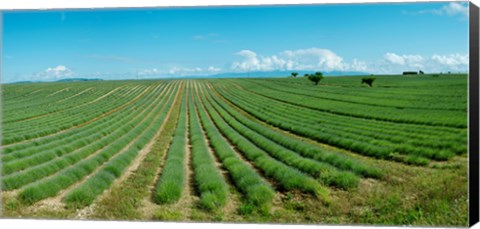 Framed Lavender field just days prior to flowers emerging, Plateau de Valensole, Provence-Alpes-Cote d&#39;Azur, France Print