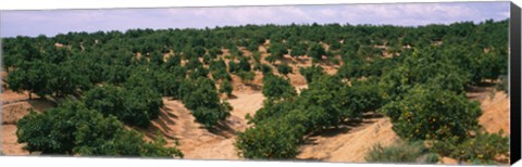 Framed Orange groves in a field, Andalusia, Spain Print