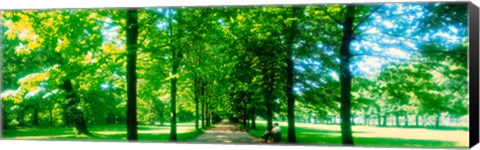 Framed Tree-lined road Dresden vicinity Germany Print